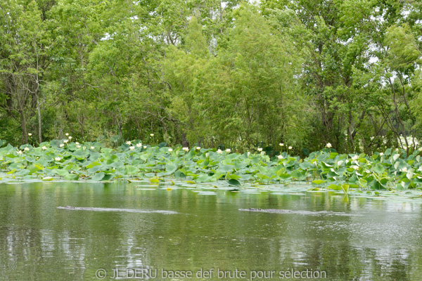 Brazos Bend State Park, TX, USA